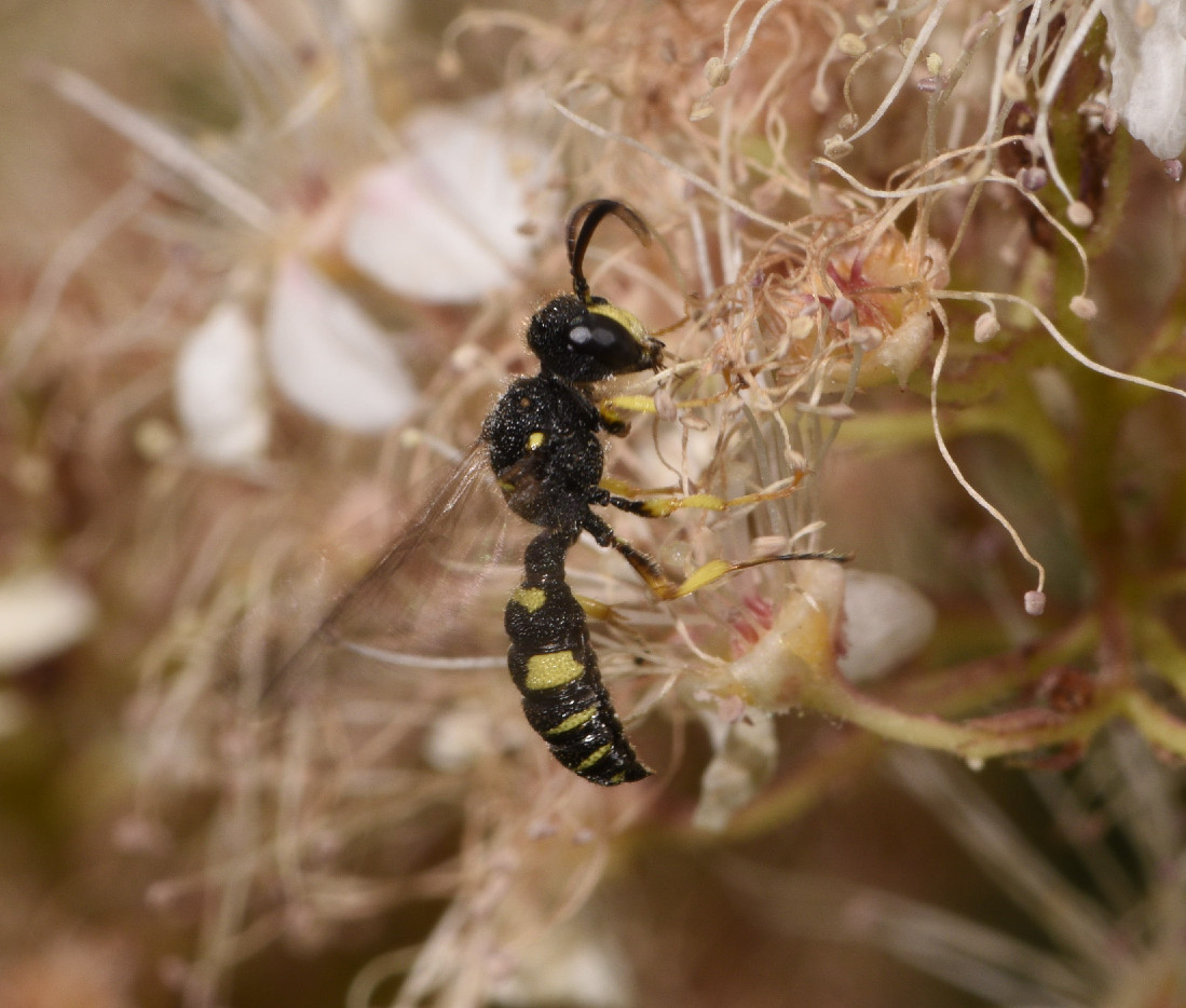 Crabronidae: Cerceris rybyensis rybyensis, maschio